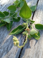 Croton ciliatoglandulifer