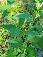 Sphenoclea zeylanica