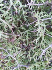 Pelargonium crithmifolium