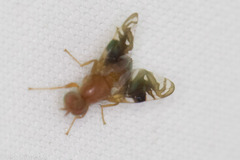 Parastenopa limata
