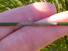 Thamnochortus erectus