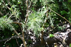 Bursera galeottiana