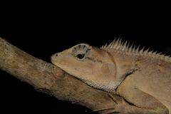 Calotes emma