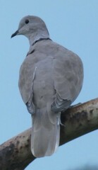 Streptopelia decaocto