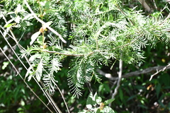 Bursera galeottiana