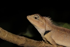 Calotes emma