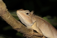 Calotes emma