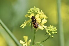 Syrphus octomaculatus