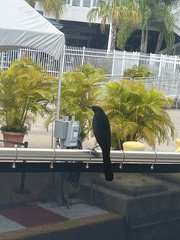 Quiscalus major westoni