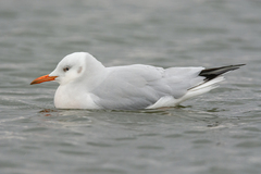 Chroicocephalus genei