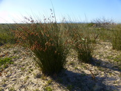 Thamnochortus erectus