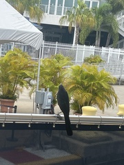 Quiscalus major westoni