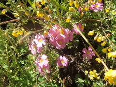 Hermannia multiflora