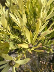Leucadendron eucalyptifolium