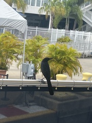 Quiscalus major westoni