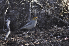 Pinicola enucleator
