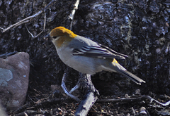 Pinicola enucleator