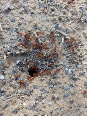 Pogonomyrmex barbatus