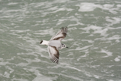 Hydrocoloeus minutus