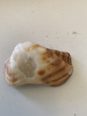 Lamarcka imbricata