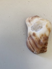 Lamarcka imbricata