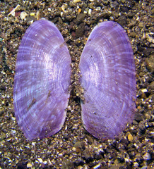 Tellinidae