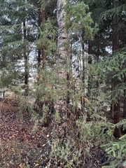 Juniperus communis