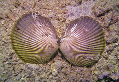 Vasticardium orbita