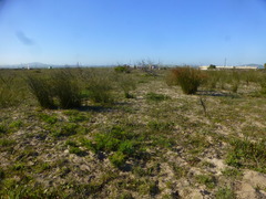 Thamnochortus erectus