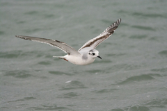 Hydrocoloeus minutus