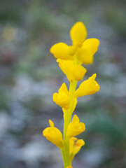 Synaphea