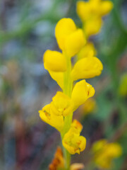 Synaphea