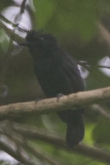 Thamnophilus nigriceps