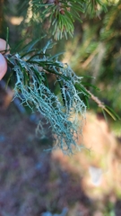 Evernia divaricata