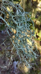 Evernia divaricata