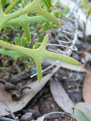Synaphea