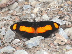 Catonephele salambria