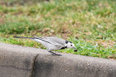 Motacilla alba