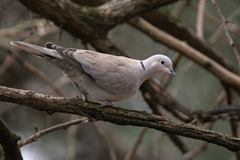Streptopelia decaocto