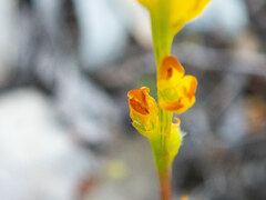 Synaphea