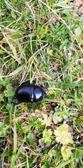 Geotrupes stercorarius