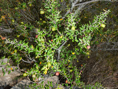 Cryptocarya wyliei