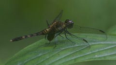 Erythrodiplax lativittata