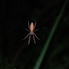 Larinia