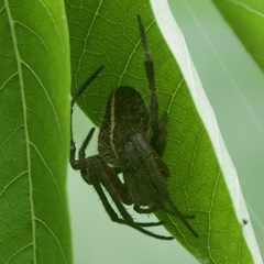 Eriophora