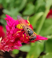 Philanthus triangulum