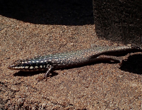 Gold-spotted Mabuya
