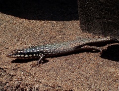 Trachylepis aureopunctata