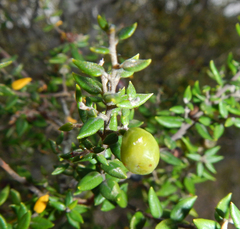 Cryptocarya wyliei