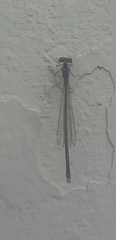 Coenagrionidae